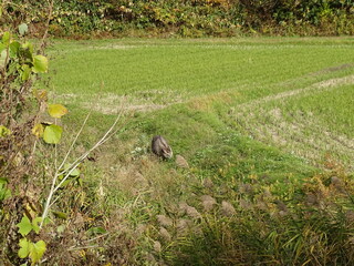 カモシカのいる農村風景