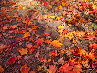 落ち葉の公園（カエデ）