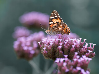 Painted lady butterfly on verbena