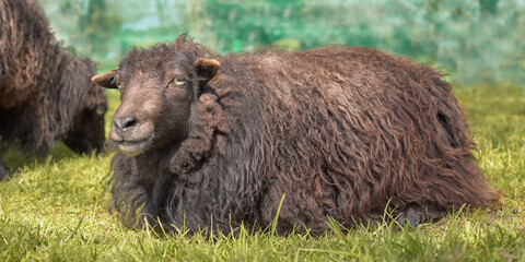 Portrait of a female black ouessant sheep ewe