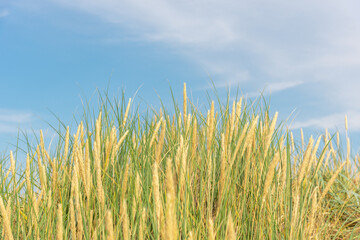 Obraz premium Sandy beach with grass on the seashore.