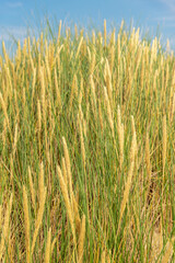 Sandy beach with grass on the seashore.