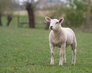 White lamb in meadow during Spring