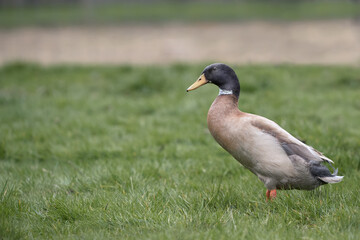 Brown Indian runner duck in park