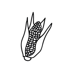 Single hand drawn corn on the cob. Doodles vector illustration. Isolated on a white background. Traditional Kwanzaa symbols.