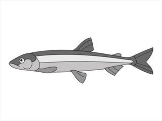 Marine, river fish on an isolated background. Vector illustration in doodle style.