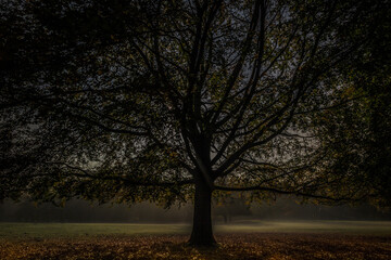 A single tree stands silhouetted in soft morning mist, its branches exposed beneath the autumn sky.