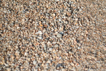 Small shells on sand beach, selective focus. Sea sand and shells texture. Background of thousands seashells and sea sand for a post, screensaver, wallpaper, postcard, poster, banner, cover, header