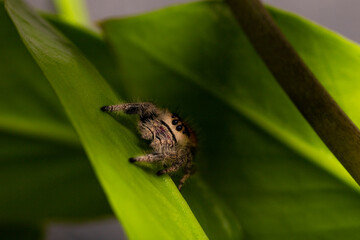 Regal jumping spider female on dark background close up, macro photo spider