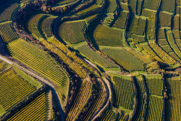 Aerial view of hillside vineyards of Kaiserstuhl in autumn