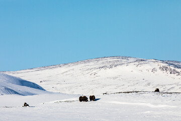 Musk Ox in Dovrefjell National Park, Norway