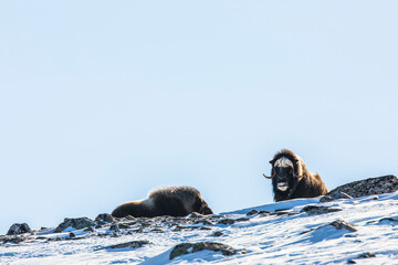 Musk Ox in Dovrefjell National Park, Norway