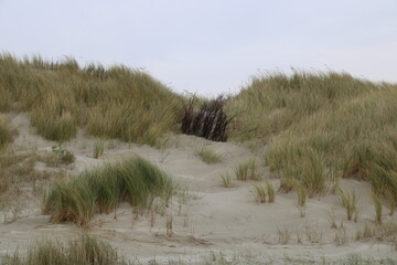 Juist, Ostfriesland (East Frisian Island "Juist") | Pricken in den Dünen zum Schutz vor Sandverlust