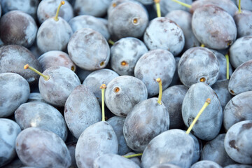 Lots of fresh blue plums. Fruit background.