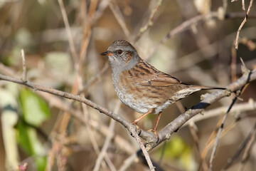 Very close-up photo of dunnock (Prunella modularis) in natural habitat. The bird sits on a thin branch in a dense bush in the morning sun. Close-up photo