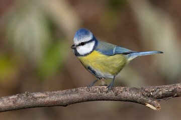 Fototapeta premium Close-up shot of Eurasian blue tit (Cyanistes caeruleus) sitting on a branch in an unusual position against a blurred background