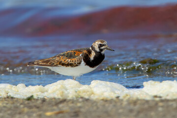 ruddy turnstone (Arenaria interpres) stands on the bank of the estuary in blue water against the background of a blood-red wave