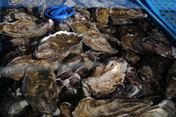 Fresh raw oysters in shells, seafood, fruit de mer