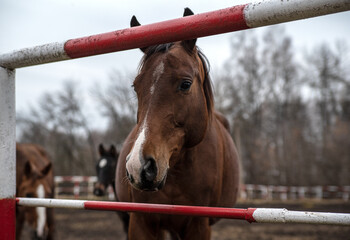 horse's head close-up through the fence of the paddock
