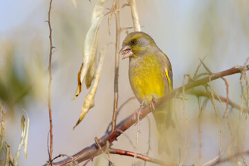Close-up photo of a male greenfinch (Chloris chloris) eating ripe Russian olive berries (Elaeagnus angustifolia).