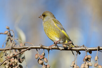 Fototapeta premium Close-up photo of a male greenfinch (Chloris chloris) eating ripe Russian olive berries (Elaeagnus angustifolia).