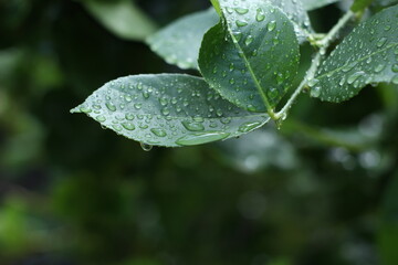 rain drops on a leaf