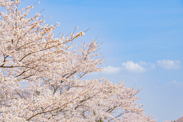 満開の桜と青空