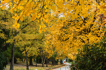 ニュージーランド　秋のクイーンズタウンのワカティプ湖の岬にある植物園、クイーンズタウン・ガーデンズの秋の紅葉で色づいた木々