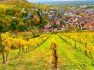 vineyard in autumn in Germany