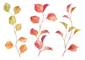 Set of hand painted watercolor autumn leaves on twigs. Realistic botany isolated on white background. Red and golden petals