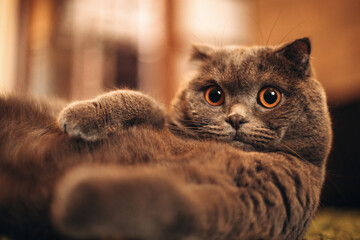 British shorthaired gray cat lies on the floor. Portrait of a beautiful gray cat