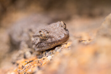 Close up and soft focus of Gecko