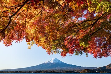 河口湖の富士山と紅葉