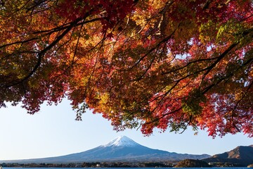 河口湖の富士山と紅葉