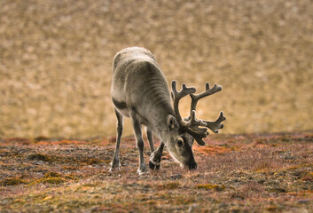 Reindeer in Svalbard