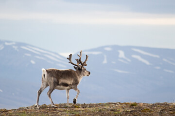 Naklejka na ściany i meble Reindeer in Svalbard, landscape behind it.
