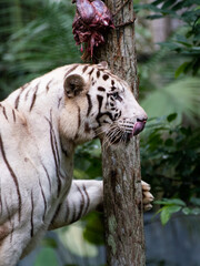 Obraz premium White bengal tiger photographed at the Singapore Zoo