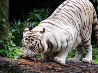 Fototapeta na wymiar White bengal tiger photographed at the Singapore Zoo