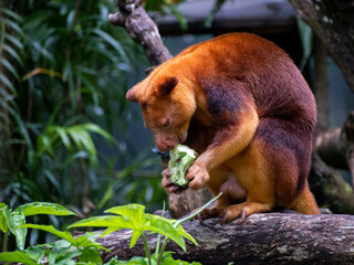 Obraz premium Tree-kangaroo photographed at the Singapore Zoo. 