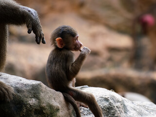 Photograph of a young hamadryas baboon with an adult close by