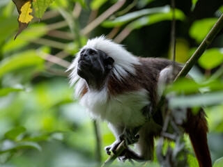 Cotton-top tamarin (Saguinus oedipus) photographed at the Singapore Zoo 