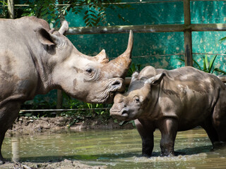 Naklejka premium Rhinocerous photographed with its young 