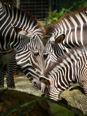Photograph of zebras feeding at the zoo