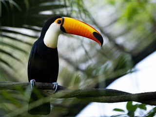 A toco toucan photographed at the Singapore Zoo © Daryl