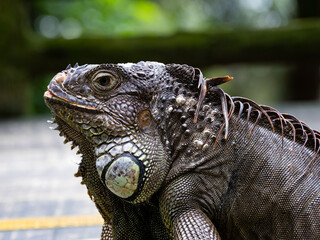 Iguana photographed basking in the sun 