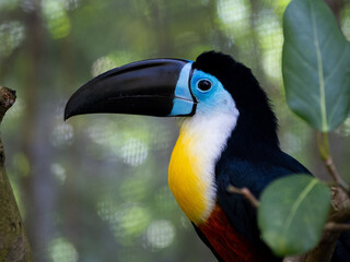 Channel billed toucan (Ramphastos vitellinus) photographed at the Singapore Zoo