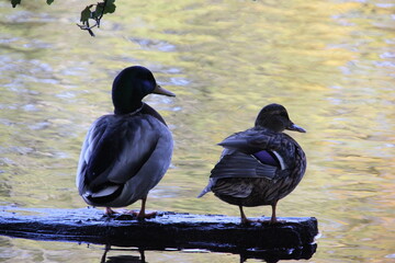 Entenpärchen auf Holz