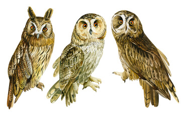 Set owl, birds on an isolated white background, watercolor painting. Bird for your design