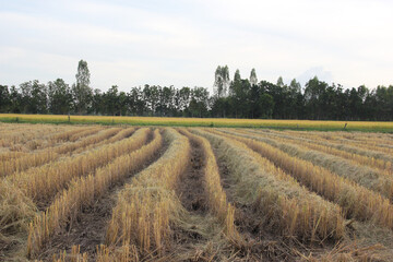 Burned rice stubble in a rice field after harvest with blue sky background white clouds sunset.