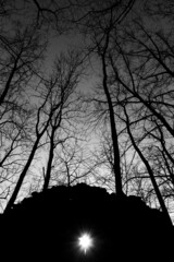 Mystical sunshine in the forest